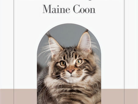 Cuidados Incondicionales para tu Maine Coon 😺❤️