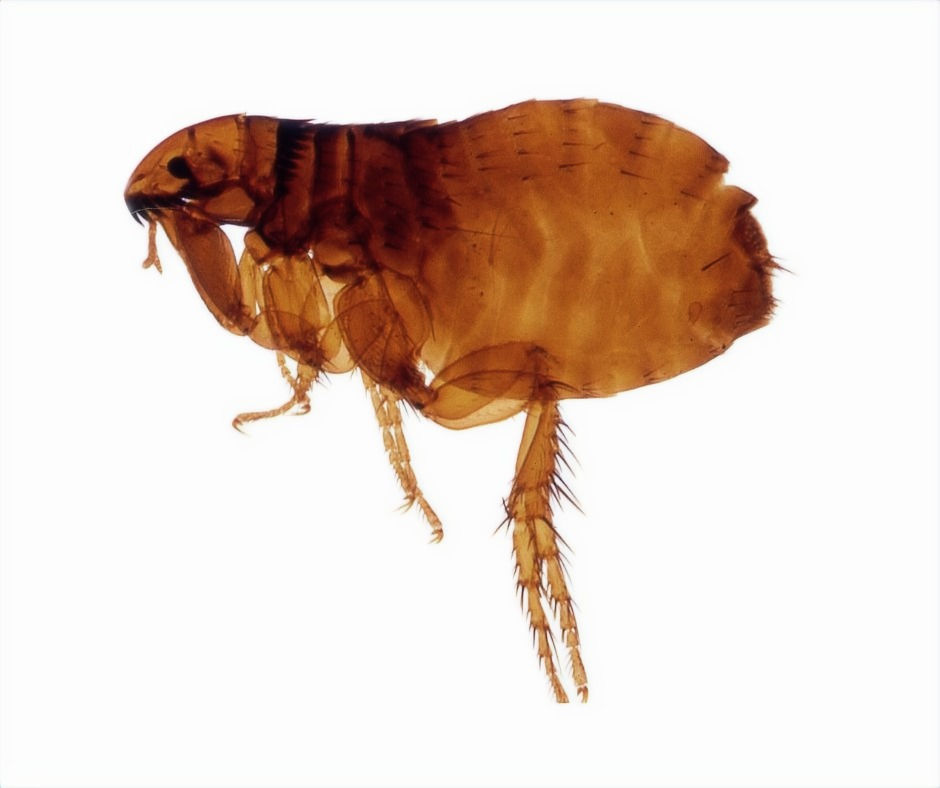 Pulga de gato. Control de plagas, fumigación y sanitización. Torreón, Coahuila, México