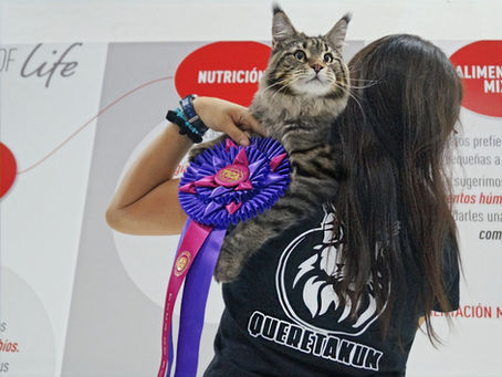 Requisitos Oficiales para Competir con Maine Coon