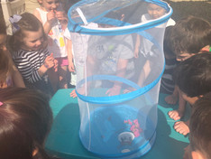 Butterfly Release