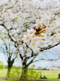 つぼみを含む桜