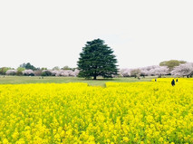 菜の花と桜の並木