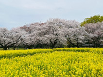 菜の花と桜