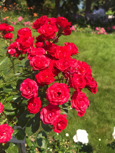 Immagine WhatsApp 2023-01-11 ore 17.05.10.jpg