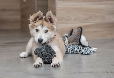 dog-boarding-santee-furry-friends