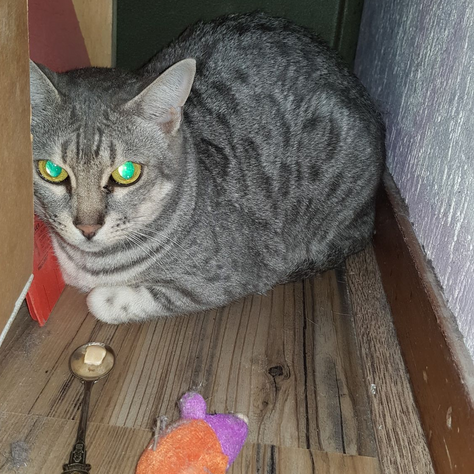 THE ASSOCIATION’S BULLETIN IX: June