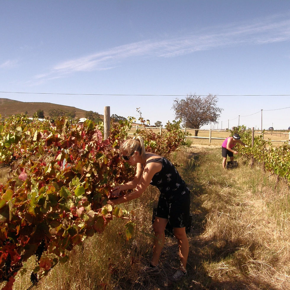 My first harvest at Black Pearl vineyards