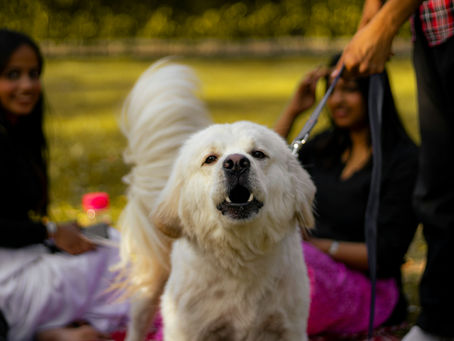 Learn how to get dog to stop barking using positive, humane methods. Discover causes, solutions, and expert-backed tips to reduce excessive barking fast.
