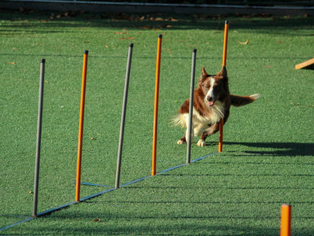 Agility Training for Dogs