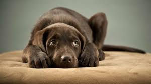 dog anxiety training