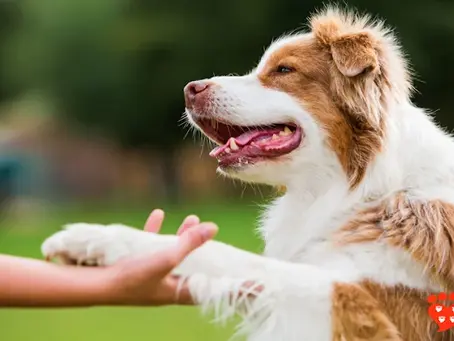 Best Rewards for Positive Reinforcement Dog Training Austin