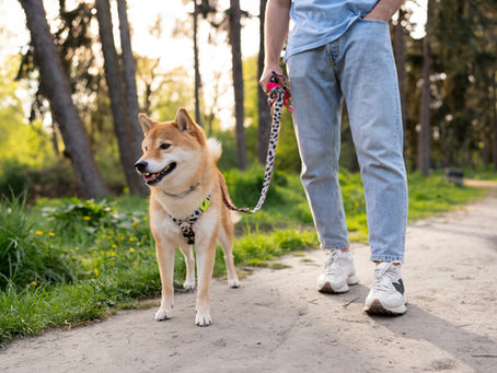 How to Train a Dog to Walk on a Leash