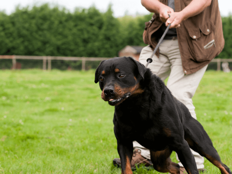 How to Train a Dog to Stop Pulling on Leash: A Friendly Step-by-Step Guide