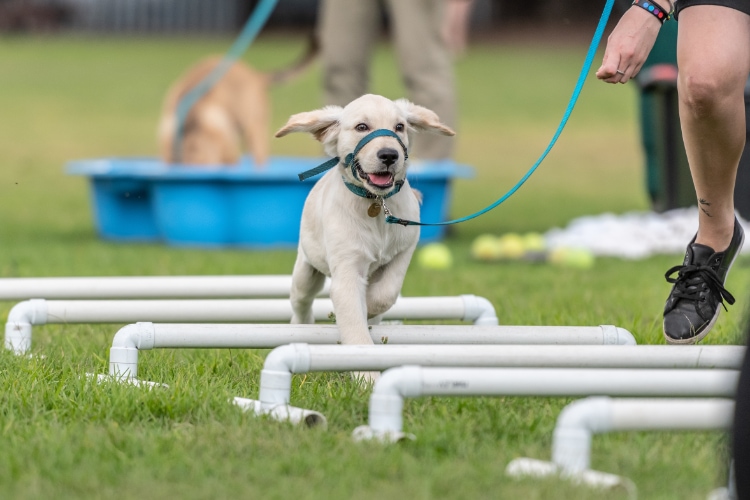 puppy classes Austin