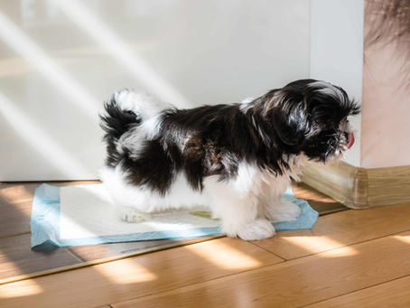 10 Week Old Puppy Toilet Training