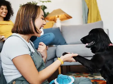 How to Start Positive Reinforcement Dog Training at Home