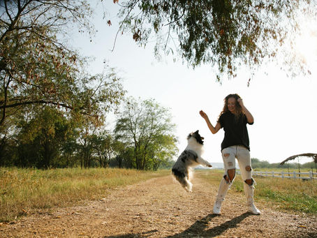How to Train a Dog to Stop Jumping