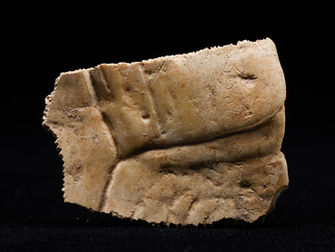 春秋戰國 vol.14 秦國:「秦人」卜甲 - Qin, Oracle Bone with the Inscription 'Qinren'