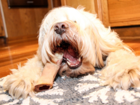 Five Powerful Dog Teeth Cleaning Hacks