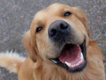 Ten Tips For Keeping Your Pet Well Groomed and Clean