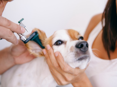 Dog Dental Cleaning Cost in Edmonton