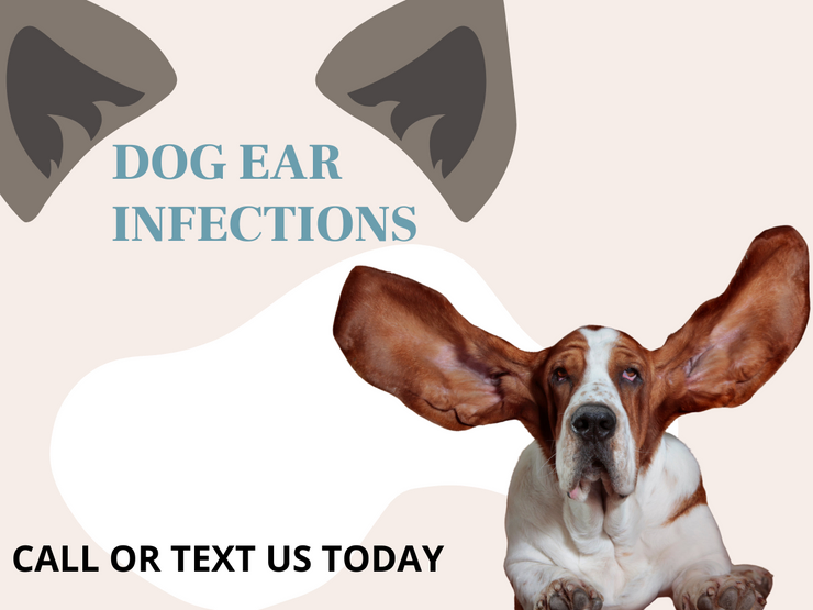 Dog Dental Cleaning Cost in Edmonton