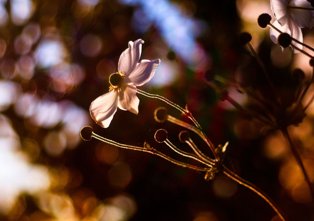 White flower stricken by light at sunset.  Image (c) Lenny Di Lorenzo.