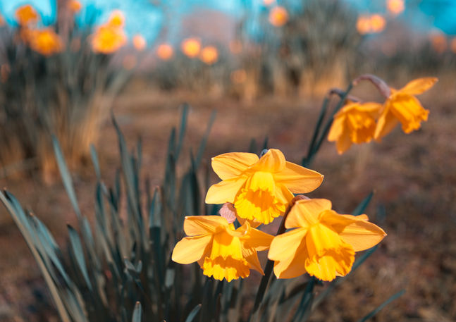 Yellow bell flowers in a park. Image (c) Lenny Di Lorenzo.
