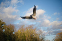 A bird in flight on a sunny day, blue sky in the background. Image (c) Lenny Di Lorenzo.