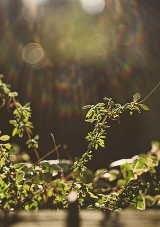 A green leaf plant under the sun, lens flare above it. Image (c) Lenny Di Lorenzo.