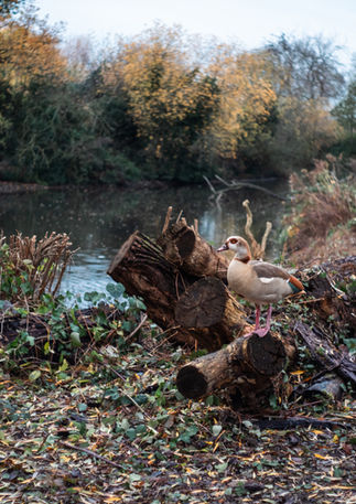 A duck stands on a tree trunk in a park, a pond is visible in the background. Image (c) Lenny Di Lorenzo.