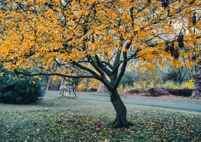 A yellow leaf tree in a park in the Autumn. Image (c) Lenny Di Lorenzo.