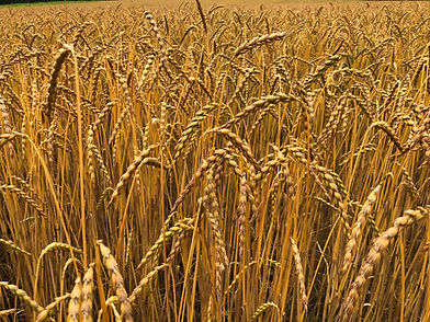Dinkel abgereift.jpeg