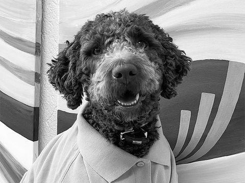 Porträt von Lotta unserem Agentur-Hund