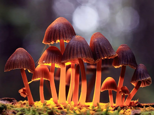 Mushroom treatments for Depression, Anxiety, Addiction, OCD, and PTSD