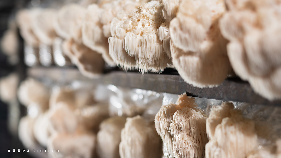 Lion's Mane mushrooms growing on shelves in a dimly lit room. Cream-colored, shaggy appearance. "KÄÄPÄ BIOTECH" text visible.