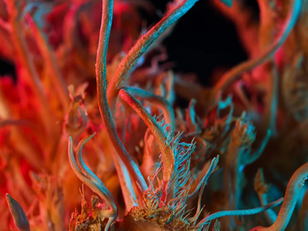 Introducing the Mycelium Computer: a Biocomputer using Fungi to Process Information