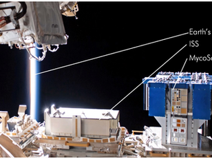 Fungi for Space Exploration: NASA's Mycotecture Project Advances to Phase 3