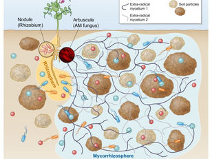 Unveiling the Hidden Dynamics of the Soil Marketplace 💱🌱