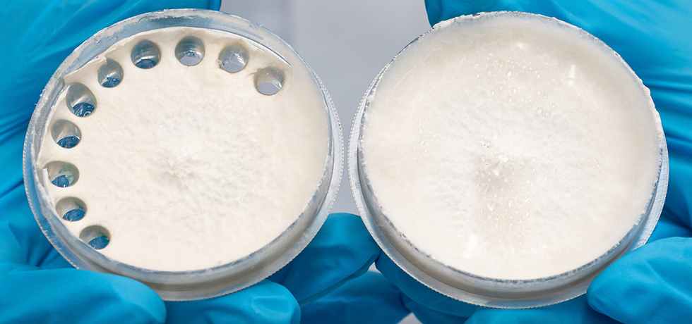 Two petri dishes with white mold, held by hands in blue gloves. Left dish shows mold with holes; right dish is smooth. Laboratory setting.