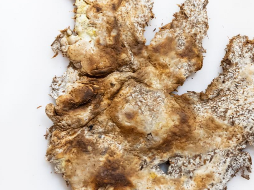 New Futures: Mindfulness, Ecology & Fungi
