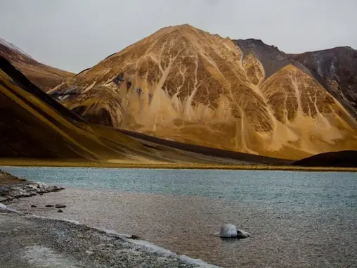 Wild Mushrooms from the Cold Desert: A Hidden Nutritional Asset Made in India