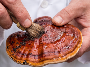 MUSHEEZ® Publishes New Launch Guide for Functional Mushroom Brands and Prepares SOLVIQA™ for Fi Europe