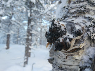 Chaga, One of the World’s Most Powerful Sources of Antioxidants Protected by Finnish Biotech Innovation
