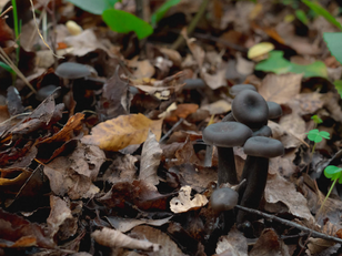 Endemic Species of Fungus in Chile has Been Found After Being Lost to Science for 40 Years