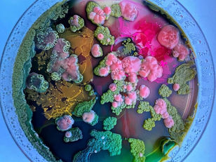 Does Humanity’s Fate Lie in the Hands of the Fungal Kingdom?