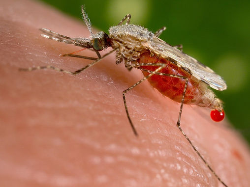 Amazonian Entomopathogenic Fungi Show Promise in Mosquito Control