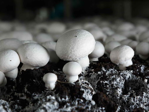 Mushroom-Derived Chitosan: A Promising Alternative for Sustainable Packaging Films