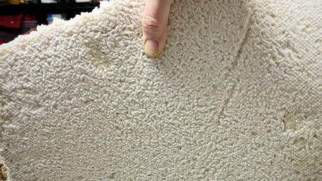 Gene Editing Oyster Mushrooms Could Make Fungal Materials Stronger