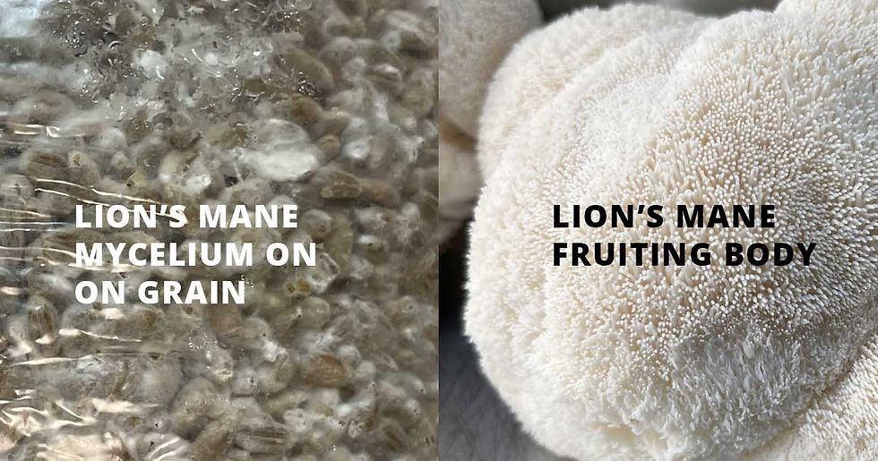 The Functional Mushroom Buyer’s Guide: How to Choose the Right Supplier in the Longevity Era